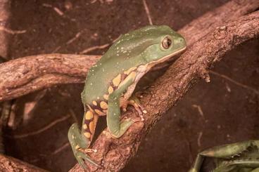 Frösche  kaufen und verkaufen Foto: Burmeisteri tauschen.       