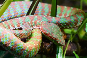 Venomous snakes kaufen und verkaufen Photo: 1,0 Trimeresurus phuketensis  cb 22 for next Hamm show