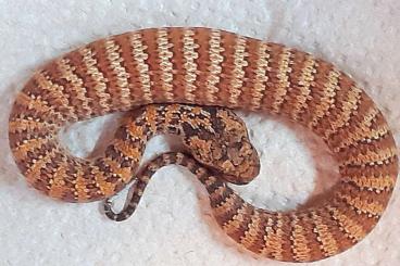 Venomous snakes kaufen und verkaufen Photo: 2,1 Acanthophis rugosus cb 2024 Dajarra for Hamm