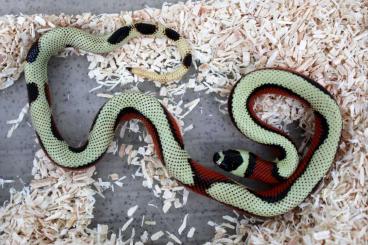 Snakes kaufen und verkaufen Photo: L.t.Stuarti aberrants, Pohl line