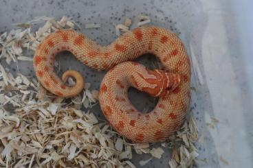 Snakes kaufen und verkaufen Photo: Heterodon nasicus  september Hamm