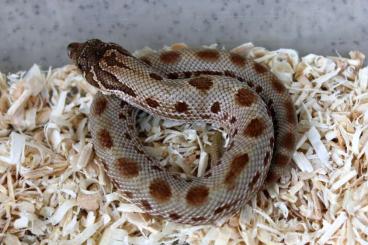 Schlangen kaufen und verkaufen Foto: Hamm september Heterodon nasicus