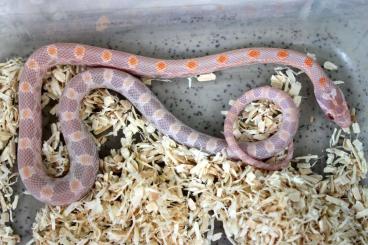 Snakes kaufen und verkaufen Photo: Hamm september  Cornsnakes