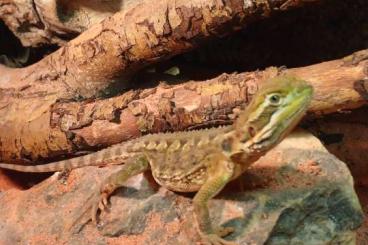 Agamen kaufen und verkaufen Foto: Pogona henrylawsoni 0.0.3