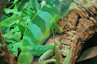 Lizards kaufen und verkaufen Photo: FIDIJLEGUAN Bock von 2019