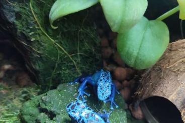 Poison dart frogs kaufen und verkaufen Photo: Dendrobates / Dendrobaten Azureus NZ und Zuchtpaar
