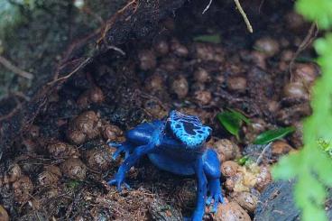 Pfeilgiftfrösche kaufen und verkaufen Foto: Dendrobates Azureus Nachzuchten