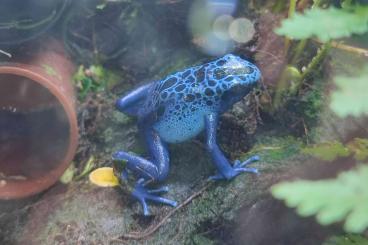 Pfeilgiftfrösche kaufen und verkaufen Foto: Dendrobates Azureus Nachzuchten