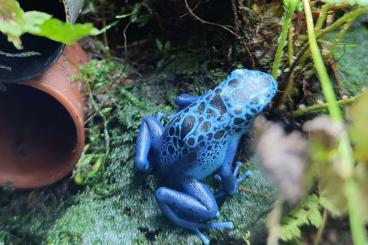 Pfeilgiftfrösche kaufen und verkaufen Foto: Dendrobates Azureus NZ aus 2024