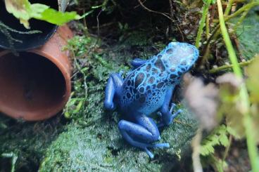 Pfeilgiftfrösche kaufen und verkaufen Foto: Dendrobates Azureus NZ aus 2024