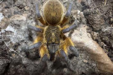 Spiders and Scorpions kaufen und verkaufen Photo: Verschiedene Harpactira sp. 