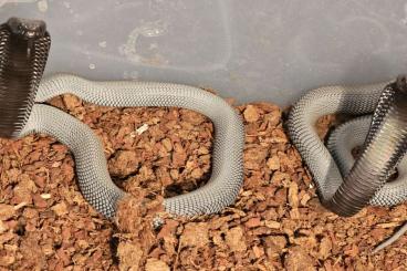 Venomous snakes kaufen und verkaufen Photo: Naja nigricincta woodi CB 2023 - NEW PRICE!