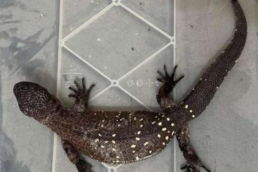 Lizards kaufen und verkaufen Photo: Heloderma horridum horridum (Superblack) - NEW PRICE