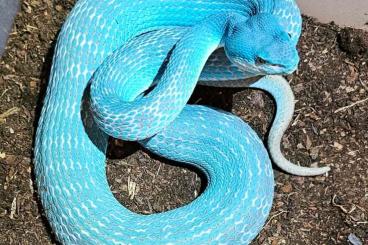 Venomous snakes kaufen und verkaufen Photo: Trimeresurus insularis NZ 2024 “BLUE”