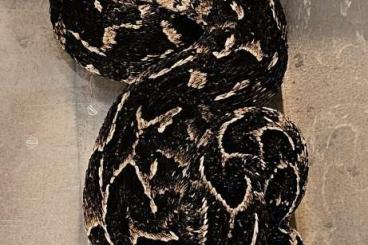 Venomous snakes kaufen und verkaufen Photo: N.n.woodi & B.arietans for sale Venomous snakes kaufen und verkaufen Photo: N.n.woodi & B.arietans for sale