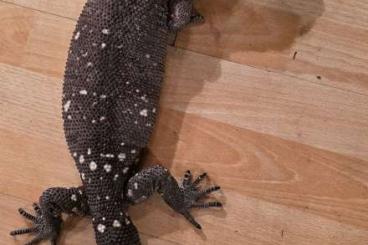other lizards kaufen und verkaufen Photo: Heloderma horridum horridum for sale other lizards kaufen und verkaufen Photo: Heloderma horridum horridum for sale
