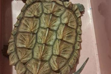 Schildkröten  kaufen und verkaufen Foto: 0.0.1 Macrochelys temminckii 