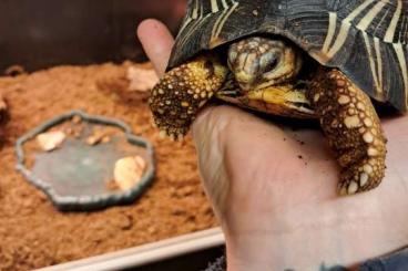 Turtles and Tortoises kaufen und verkaufen Photo: 0.0.1 astrochelys radiata Turtles and Tortoises kaufen und verkaufen Photo: 0.0.1 astrochelys radiata