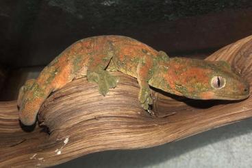 Geckos kaufen und verkaufen Photo: Rhacodactylus Mniarogekko chahoua