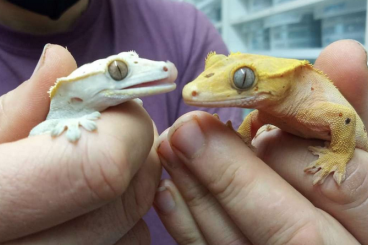 Geckos kaufen und verkaufen Photo: BlueEyes crested gecko pairs