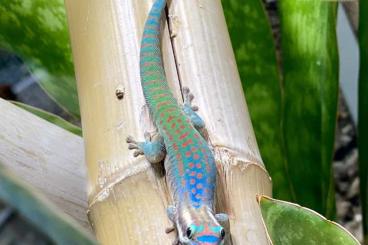 Geckos kaufen und verkaufen Foto: Phelsuma ornata / Schmuck Taggecko