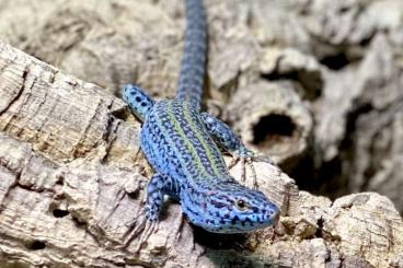 Lizards kaufen und verkaufen Photo: Podarcis pityusensis formenterae / kamerianus 