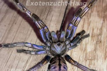 Spiders and Scorpions kaufen und verkaufen Photo: Vorbestellung / preorder Terraristika Hamm 14.09.24