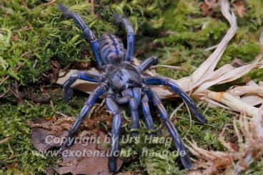 Spiders and Scorpions kaufen und verkaufen Photo: Vorbestellung / preorder Weinstadt 12.10