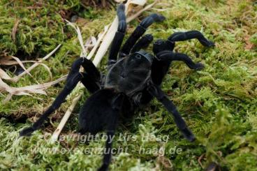 Spiders and Scorpions kaufen und verkaufen Photo: Vorbestellung / preorder Weinstadt 12.10