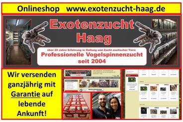 Spiders and Scorpions kaufen und verkaufen Photo: Onlineshop  - Versand mit Garantie auf lebende Ankunft -