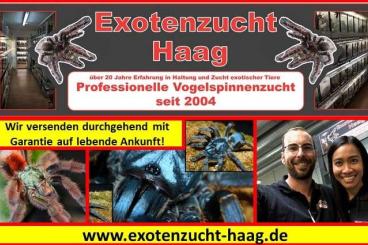 Spiders and Scorpions kaufen und verkaufen Photo: Onlineshop - Versand mit Garantie auf lebende Ankunft Spiders and Scorpions kaufen und verkaufen Photo: Onlineshop - Versand mit Garantie auf lebende Ankunft