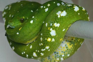 Schlangen kaufen und verkaufen Foto: Morelia Viridis AruBiak F2 HY/HW 