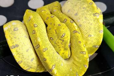 Pythons kaufen und verkaufen Photo: Morelia Viridis Snakeday 2024