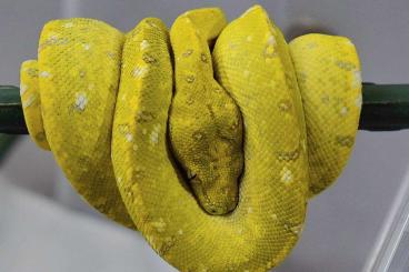 Pythons kaufen und verkaufen Photo: Morelia Viridis AruBiak F2 HY/HW 