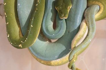 Pythons kaufen und verkaufen Foto: Morelia Viridis F1 Cyclops x Blue Lereh 