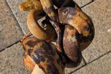 Boas kaufen und verkaufen Photo: Corallus hortulanus Paradox, Leopard, Tiger, Calico, het Liger