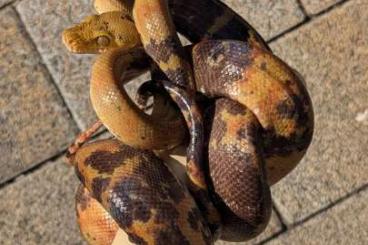 Boas kaufen und verkaufen Photo: Corallus hortulanus Tiger, Leopard