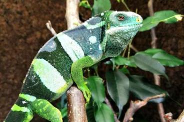 Echsen  kaufen und verkaufen Foto: 1,0 Brachylophus fasciatus 