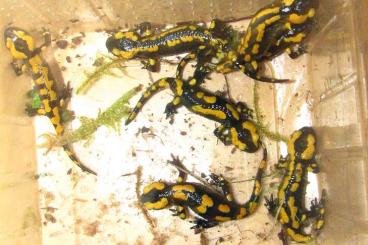 Salamander kaufen und verkaufen Foto: Feuersalamander salamandra terristris NZ 2024 
