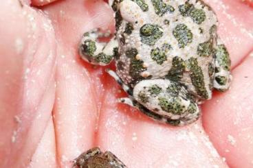 frogs kaufen und verkaufen Photo: Wechselkröte bufotes viridis NZ 2024 