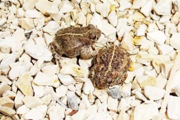 frogs kaufen und verkaufen Photo: Epidalea calamita Kreuzkröte NZ 2024