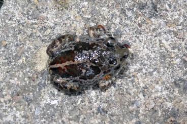 frogs kaufen und verkaufen Photo: Knoblauchkröte pelobates fuscus NZ 2024