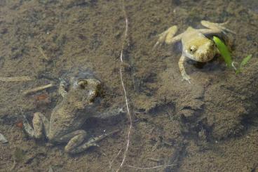 frogs kaufen und verkaufen Photo: Gelbbauchunke NZ 2024 bombina variegata