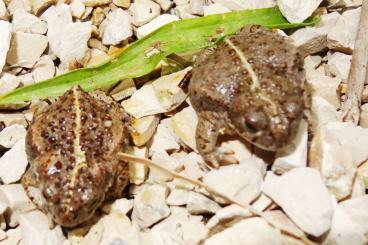 frogs kaufen und verkaufen Photo: Epidalea calamita Kreuzkröte NZ 2024