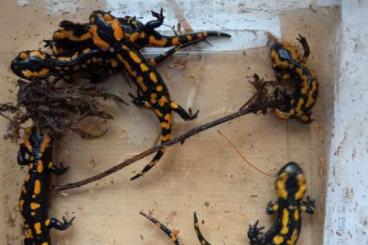 Salamander kaufen und verkaufen Foto: Feuersalamander NZ 2024 mit Papieren