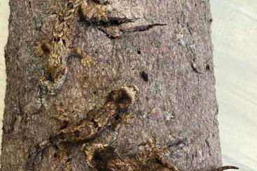 Geckos kaufen und verkaufen Foto: Rhacodactylus Leachianus 75% yate 25% poindemie