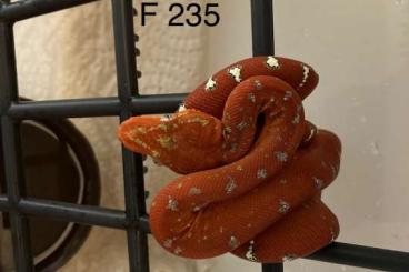 Boas kaufen und verkaufen Photo: Corallus caninus eigene Nz 2023 