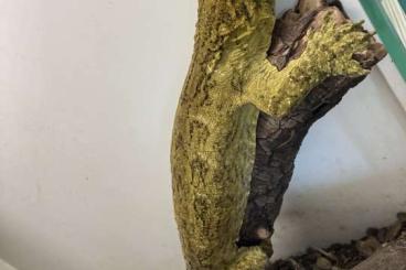 Geckos kaufen und verkaufen Foto: R. Leachianus 75%Yate 25% poindemie