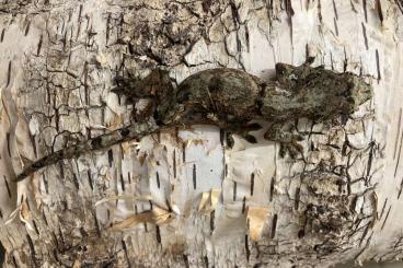 Geckos kaufen und verkaufen Foto: M. Chahoua pine island nz 2023