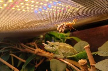 Chamaeleons kaufen und verkaufen Photo: Trioceros jacksonii xantholophus Chamaeleons kaufen und verkaufen Photo: Trioceros jacksonii xantholophus